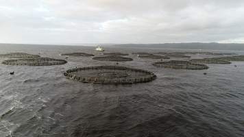 Drone flyover of offshore salmon farm - Floating sea cages containing farmed salmon, in Macquarie Harbour, near Strahan, Tasmania. - Captured at TAS.