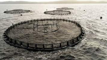 Drone flyover of offshore salmon farm - Floating sea cages containing farmed salmon, in Macquarie Harbour, near Strahan, Tasmania. - Captured at TAS.