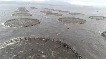 Drone flyover of offshore salmon farm - Floating sea cages containing farmed salmon, in Macquarie Harbour, near Strahan, Tasmania. - Captured at TAS.