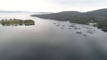 Drone flyover of offshore salmon farm - Floating sea cages containing farmed salmon, near Dover, Tasmania. - Captured at Unknown fish farm, Strathblane TAS Australia.