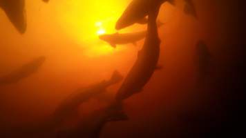 Salmon farmed in floating sea cage - Macquarie Harbour, Tasmania. Still captured from video footage.