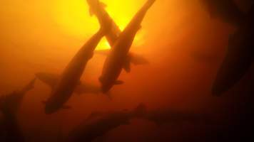 Salmon farmed in floating sea cage - Macquarie Harbour, Tasmania. Still captured from video footage.