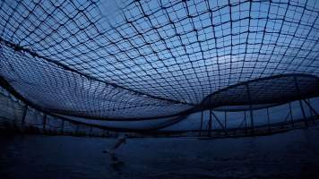 Salmon jumping out of water in floating sea cage farm - Macquarie Harbour, Tasmania. Still captured from video footage.