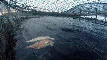 Dead salmon floating at top of sea cage farm - Macquarie Harbour, Tasmania. Still captured from video footage.