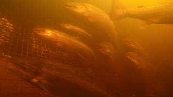 Salmon farmed in floating sea cage - Macquarie Harbour, Tasmania. Still captured from video footage.