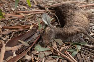 Kangaroo hit by a car - Captured at SA.