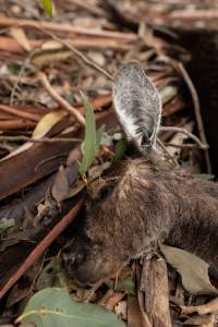 Kangaroo hit by a car - Captured at SA.