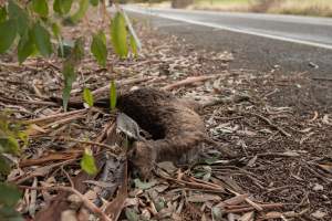 Kangaroo hit by a car - Captured at SA.