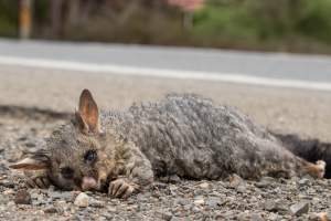 Possum hit by a car - Captured at SA.