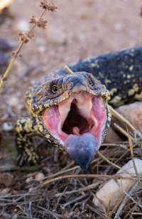 Blue Tongue - Captured at SA.