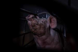 Sow in farrowing crate - Captured at Ludale Piggery, Reeves Plains SA Australia.