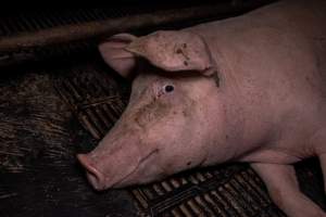 Sow in farrowing crate - Captured at Ludale Piggery, Reeves Plains SA Australia.