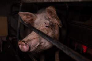 Sow in farrowing crate - Captured at Ludale Piggery, Reeves Plains SA Australia.