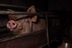 Sow in farrowing crate - Captured at Ludale Piggery, Reeves Plains SA Australia.