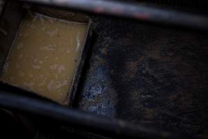 Dirty water in farrowing crate - Captured at Ludale Piggery, Reeves Plains SA Australia.