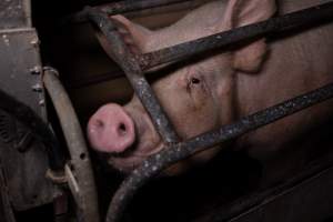 Sow in farrowing crate - Captured at Ludale Piggery, Reeves Plains SA Australia.