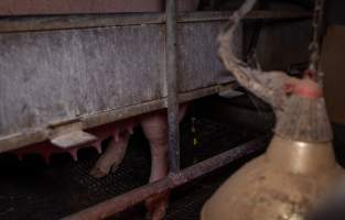 Sow urinating in farrowing crate - Captured at Ludale Piggery, Reeves Plains SA Australia.