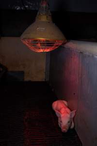 Piglet under filthy heat lamp - Captured at Ludale Piggery, Reeves Plains SA Australia.