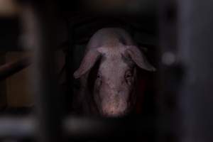 Sow in farrowing crate - Captured at Ludale Piggery, Reeves Plains SA Australia.