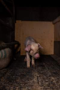Filthy piglet with joint problem in farrowing crate - Captured at Ludale Piggery, Reeves Plains SA Australia.