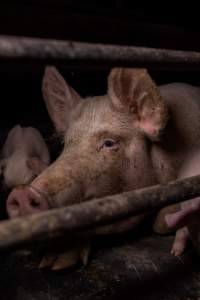 Sow in farrowing crate - Captured at Ludale Piggery, Reeves Plains SA Australia.