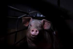 Sow in farrowing crate - Captured at Ludale Piggery, Reeves Plains SA Australia.