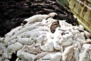The cull of minks in Denmark - More than 18 millions mink were gassed after a covid19 outbreak on Danish mink farms, autumn 2020.
It started when the Danish government ordered the cull on all farms tested positive for Covid and all farms in a 7.8 kilometer radius of an infected farm.
More than 100 farms had been tested positive and at first the number of minks to be gassed because of this decision was 1.5 million, then 2.5 million and it continued to rise until the government decided that all +18 million mink in Denmark should be killed as quickly as possible, tested positive or not.
Denmark was until this happened, the biggest producer of mink furs in the world, more than 18 million mink were bred and killed here every year.
The mink breeders received a historical amount of money from the government and they are now all millionaires, but the industry died out and 'Kopenhagen Fur', the biggest fur auction house in the world also closed down.
Today, only a handful wish to start up the mink industry in Denmark again.
A ban on mink farming in Denmark is still being discussed. - Captured at North Denmark Region.