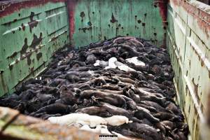 The cull of minks in Denmark - 18 millions mink were culled after a covid19 outbreak on Danish mink farms, autumn 2020.
It started when the Danish government ordered the cull on all farms tested positive for Covid and all farms in a 7.8 kilometer radius of an infected farm.
More than 100 farms had been tested positive and at first the number of minks to be gassed because of this decision was 1.5 million, then 2.5 million and it continued to rise until the government decided that all +18 million mink in Denmark should be killed as quickly as possible, tested positive or not. 

Denmark was until this happened, the biggest producer of mink furs in the world, more than 18 million mink were bred and killed here every year. 
The mink breeders received a historical amount of money from the government and they are now all millionaires, but the industry died out and 'Kopenhagen Fur', the biggest fur auction house in the world also closed down. 
Today, only a handful wish to start up the mink industry in Denmark again. 
A ban on mink farming in Denmark is still being discussed. - Captured at North Denmark Region.