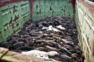 The cull of minks in Denmark - 18 millions mink were culled after a covid19 outbreak on Danish mink farms, autumn 2020.
It started when the Danish government ordered the cull on all farms tested positive for Covid and all farms in a 7.8 kilometer radius of an infected farm.
More than 100 farms had been tested positive and at first the number of minks to be gassed because of this decision was 1.5 million, then 2.5 million and it continued to rise until the government decided that all +18 million mink in Denmark should be killed as quickly as possible, tested positive or not. 

Denmark was until this happened, the biggest producer of mink furs in the world, more than 18 million mink were bred and killed here every year. 
The mink breeders received a historical amount of money from the government and they are now all millionaires, but the industry died out and 'Kopenhagen Fur', the biggest fur auction house in the world also closed down. 
Today, only a handful wish to start up the mink industry in Denmark again. 
A ban on mink farming in Denmark is still being discussed. - Captured at North Denmark Region.