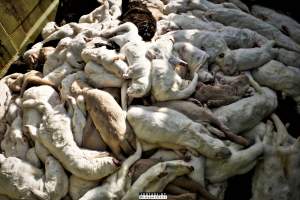 The cull of 18 million minks in Denmark - 18 millions mink were culled after a covid19 outbreak on Danish mink farms, autumn 2020.
It started when the Danish government ordered the cull on all farms tested positive for Covid and all farms in a 7.8 kilometer radius of an infected farm.
More than 100 farms had been tested positive and at first the number of minks to be gassed because of this decision was 1.5 million, then 2.5 million and it continued to rise until the government decided that all +18 million mink in Denmark should be killed as quickly as possible, tested positive or not.
Denmark was until this happened, the biggest producer of mink furs in the world, more than 18 million mink were bred and killed here every year.
The mink breeders received a historical amount of money from the government and they are now all millionaires, but the industry died out and 'Kopenhagen Fur', the biggest fur auction house in the world also closed down.
Today, only a handful wish to start up the mink industry in Denmark again.
A ban on mink farming in Denmark is still being discussed. - Captured at North Denmark Region.