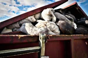 The cull of 18 million minks in Denmark - 18 millions mink were culled after a covid19 outbreak on Danish mink farms, autumn 2020.
It started when the Danish government ordered the cull on all farms tested positive for Covid and all farms in a 7.8 kilometer radius of an infected farm.
More than 100 farms had been tested positive and at first the number of minks to be gassed because of this decision was 1.5 million, then 2.5 million and it continued to rise until the government decided that all +18 million mink in Denmark should be killed as quickly as possible, tested positive or not.
Denmark was until this happened, the biggest producer of mink furs in the world, more than 18 million mink were bred and killed here every year.
The mink breeders received a historical amount of money from the government and they are now all millionaires, but the industry died out and 'Kopenhagen Fur', the biggest fur auction house in the world also closed down.
Today, only a handful wish to start up the mink industry in Denmark again.
A ban on mink farming in Denmark is still being discussed. - Captured at North Denmark Region.