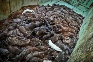 The cull of 18 million minks in Denmark - 18 millions mink were culled after a covid19 outbreak on Danish mink farms, autumn 2020.
It started when the Danish government ordered the cull on all farms tested positive for Covid and all farms in a 7.8 kilometer radius of an infected farm.
More than 100 farms had been tested positive and at first the number of minks to be gassed because of this decision was 1.5 million, then 2.5 million and it continued to rise until the government decided that all +18 million mink in Denmark should be killed as quickly as possible, tested positive or not.
Denmark was until this happened, the biggest producer of mink furs in the world, more than 18 million mink were bred and killed here every year.
The mink breeders received a historical amount of money from the government and they are now all millionaires, but the industry died out and 'Kopenhagen Fur', the biggest fur auction house in the world also closed down.
Today, only a handful wish to start up the mink industry in Denmark again.
A ban on mink farming in Denmark is still being discussed. - Captured at North Denmark Region.