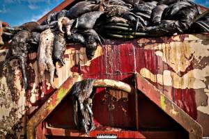 The cull of 18 million minks in Denmark - 18 millions mink were culled after a covid19 outbreak on Danish mink farms, autumn 2020.
It started when the Danish government ordered the cull on all farms tested positive for Covid and all farms in a 7.8 kilometer radius of an infected farm.
More than 100 farms had been tested positive and at first the number of minks to be gassed because of this decision was 1.5 million, then 2.5 million and it continued to rise until the government decided that all +18 million mink in Denmark should be killed as quickly as possible, tested positive or not.
Denmark was until this happened, the biggest producer of mink furs in the world, more than 18 million mink were bred and killed here every year.
The mink breeders received a historical amount of money from the government and they are now all millionaires, but the industry died out and 'Kopenhagen Fur', the biggest fur auction house in the world also closed down.
Today, only a handful wish to start up the mink industry in Denmark again.
A ban on mink farming in Denmark is still being discussed. - Captured at North Denmark Region.