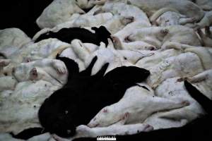 The cull of 18 million minks in Denmark - 18 millions mink were culled after a covid19 outbreak on Danish mink farms, autumn 2020.
It started when the Danish government ordered the cull on all farms tested positive for Covid and all farms in a 7.8 kilometer radius of an infected farm.
More than 100 farms had been tested positive and at first the number of minks to be gassed because of this decision was 1.5 million, then 2.5 million and it continued to rise until the government decided that all +18 million mink in Denmark should be killed as quickly as possible, tested positive or not.
Denmark was until this happened, the biggest producer of mink furs in the world, more than 18 million mink were bred and killed here every year.
The mink breeders received a historical amount of money from the government and they are now all millionaires, but the industry died out and 'Kopenhagen Fur', the biggest fur auction house in the world also closed down.
Today, only a handful wish to start up the mink industry in Denmark again.
A ban on mink farming in Denmark is still being discussed. - Captured at North Denmark Region.