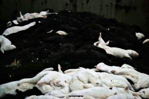 The cull of 18 million minks in Denmark - 18 millions mink were culled after a covid19 outbreak on Danish mink farms, autumn 2020.
It started when the Danish government ordered the cull on all farms tested positive for Covid and all farms in a 7.8 kilometer radius of an infected farm.
More than 100 farms had been tested positive and at first the number of minks to be gassed because of this decision was 1.5 million, then 2.5 million and it continued to rise until the government decided that all +18 million mink in Denmark should be killed as quickly as possible, tested positive or not.
Denmark was until this happened, the biggest producer of mink furs in the world, more than 18 million mink were bred and killed here every year.
The mink breeders received a historical amount of money from the government and they are now all millionaires, but the industry died out and 'Kopenhagen Fur', the biggest fur auction house in the world also closed down.
Today, only a handful wish to start up the mink industry in Denmark again.
A ban on mink farming in Denmark is still being discussed. - Captured at North Denmark Region.