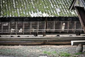 The cull of 18 million minks in Denmark - 18 millions mink were culled after a covid19 outbreak on Danish mink farms, autumn 2020.
It started when the Danish government ordered the cull on all farms tested positive for Covid and all farms in a 7.8 kilometer radius of an infected farm.
More than 100 farms had been tested positive and at first the number of minks to be gassed because of this decision was 1.5 million, then 2.5 million and it continued to rise until the government decided that all +18 million mink in Denmark should be killed as quickly as possible, tested positive or not. 

Denmark was until this happened, the biggest producer of mink furs in the world, more than 18 million mink were bred and killed here every year. 
The mink breeders received a historical amount of money from the government and they are now all millionaires, but the industry died out and 'Kopenhagen Fur', the biggest fur auction house in the world also closed down. 
Today, only a handful wish to start up the mink industry in Denmark again. 
A ban on mink farming in Denmark is still being discussed. - Captured at North Denmark Region.