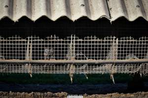 The cull of 18 million minks in Denmark - 18 millions mink were culled after a covid19 outbreak on Danish mink farms, autumn 2020.
It started when the Danish government ordered the cull on all farms tested positive for Covid and all farms in a 7.8 kilometer radius of an infected farm.
More than 100 farms had been tested positive and at first the number of minks to be gassed because of this decision was 1.5 million, then 2.5 million and it continued to rise until the government decided that all +18 million mink in Denmark should be killed as quickly as possible, tested positive or not.
Denmark was until this happened, the biggest producer of mink furs in the world, more than 18 million mink were bred and killed here every year.
The mink breeders received a historical amount of money from the government and they are now all millionaires, but the industry died out and 'Kopenhagen Fur', the biggest fur auction house in the world also closed down.
Today, only a handful wish to start up the mink industry in Denmark again.
A ban on mink farming in Denmark is still being discussed. - Captured at North Denmark Region.