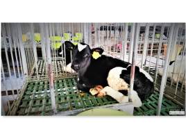Veal live export. Haifa, Israel, quarantine zone. - New born male dairy calves transported all the way from Romania and Lithuania to be kept and fed here in a quarantine zone in Haifa, Israel.
After a few months they are sold and shipped to Portugal, Eqypt and Australia. - Captured at Haifa District.