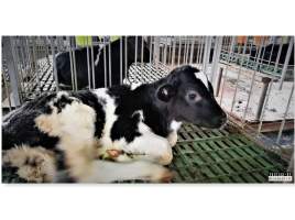 Veal live export. Haifa, Israel, quarantine zone. - New born male dairy calves transported all the way from Romania and Lithuania to be kept and fed here in a quarantine zone in Haifa, Israel.
After a few months they are sold and shipped to Portugal, Eqypt and Australia. - Captured at Haifa District.