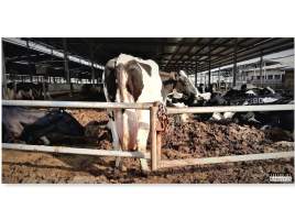 Dairy Farm, Ashdod, Israel. - Photos from a big dairy farm in a kibbutz in Ashdod, Israel. February 2020.