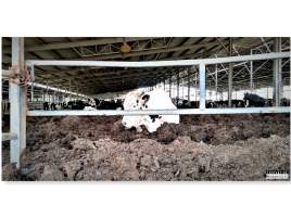 Dairy Farm, Ashdod, Israel. - Photos from a big dairy farm in a kibbutz in Ashdod, Israel. February 2020.