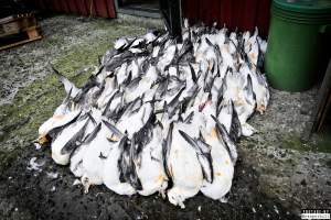 The annual hunt on juvenile fulmars, The Faroe Islands, August 2020. - Every year, in the end of August, there's a 14 day hunting season on the juvenile fulmars on the Faroe Islands.
The young birds, who hatched from eggs laid in May, has just made their very first flight from the nests and as it is their first flight where they are only about to learn how to fly, they quickly get really tired and take many rests on the sea, where fishermen then simply scoop them up with nets and then break their necks.
They are considered a delicacy on the islands, as they are so young and fat and they are very easy money for the fishermen.
A fisherman told me, that half of the 20,000 young fulmars are hunted and killed every year in this 14 day hunting season, other sources told me that the number is far more likely to be above 100,000 who are killed.