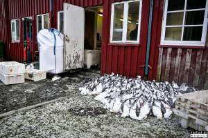 The annual hunt on juvenile fulmars, The Faroe Islands, August 2020. - Every year, in the end of August, there's a 14 day hunting season on the juvenile fulmars on the Faroe Islands.
The young birds, who hatched from eggs laid in May, has just made their very first flight from the nests and as it is their first flight where they are only about to learn how to fly, they quickly get really tired and take many rests on the sea, where fishermen then simply scoop them up with nets and then break their necks.
They are considered a delicacy on the islands, as they are so young and fat and they are very easy money for the fishermen.
A fisherman told me, that half of the 20,000 young fulmars are hunted and killed every year in this 14 day hunting season, other sources told me that the number is far more likely to be above 100,000 who are killed.