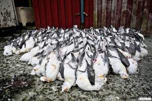 The annual hunt on juvenile fulmars, The Faroe Islands, August 2020. - Every year, in the end of August, there's a 14 day hunting season on the juvenile fulmars on the Faroe Islands.
The young birds, who hatched from eggs laid in May, has just made their very first flight from the nests and as it is their first flight where they are only about to learn how to fly, they quickly get really tired and take many rests on the sea, where fishermen then simply scoop them up with nets and then break their necks.
They are considered a delicacy on the islands, as they are so young and fat and they are very easy money for the fishermen.
A fisherman told me, that half of the 20,000 young fulmars are hunted and killed every year in this 14 day hunting season, other sources told me that the number is far more likely to be above 100,000 who are killed.