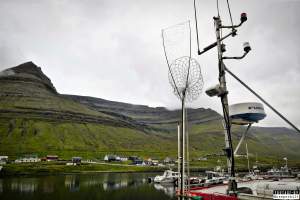 The annual hunt on juvenile fulmars, The Faroe Islands, August 2020. - Every year, in the end of August, there's a 14 day hunting season on the juvenile fulmars on the Faroe Islands.
The young birds, who hatched from eggs laid in May, has just made their very first flight from the nests and as it is their first flight where they are only about to learn how to fly, they quickly get really tired and take many rests on the sea, where fishermen then simply scoop them up with nets and then break their necks.
They are considered a delicacy on the islands, as they are so young and fat and they are very easy money for the fishermen.
A fisherman told me, that half of the 20,000 young fulmars are hunted and killed every year in this 14 day hunting season, other sources told me that the number is far more likely to be above 100,000 who are killed.