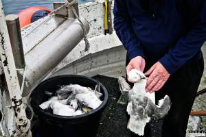 The annual hunt on juvenile fulmars, The Faroe Islands, August 2020. - Every year, in the end of August, there's a 14 day hunting season on the juvenile fulmars on the Faroe Islands.
The young birds, who hatched from eggs laid in May, has just made their very first flight from the nests and as it is their first flight where they are only about to learn how to fly, they quickly get really tired and take many rests on the sea, where fishermen then simply scoop them up with nets and then break their necks.
They are considered a delicacy on the islands, as they are so young and fat and they are very easy money for the fishermen.
A fisherman told me, that half of the 20,000 young fulmars are hunted and killed every year in this 14 day hunting season, other sources told me that the number is far more likely to be above 100,000 who are killed.