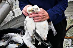 The annual hunt on juvenile fulmars, The Faroe Islands, August 2020. - Every year, in the end of August, there's a 14 day hunting season on the juvenile fulmars on the Faroe Islands.
The young birds, who hatched from eggs laid in May, has just made their very first flight from the nests and as it is their first flight where they are only about to learn how to fly, they quickly get really tired and take many rests on the sea, where fishermen then simply scoop them up with nets and then break their necks.
They are considered a delicacy on the islands, as they are so young and fat and they are very easy money for the fishermen.
A fisherman told me, that half of the 20,000 young fulmars are hunted and killed every year in this 14 day hunting season, other sources told me that the number is far more likely to be above 100,000 who are killed.