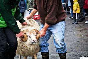 Live sheep auction, the Faroe Islands, September 2020. - Live sheep auction, the Faroe Islands, September 2020.
Terrified sheep were dragged out, one by one, in front of a big, cheering crowd and sold for the highest bid.
When the sheep cried out, everyone laughed. People had a good time, the sheep were terrified and very roughly handled and some of them were killed and slaughtered immediately after the auction, as ordered by the buyers.
Afterwards, an auction was held where body parts of the sheep slaughtered prior to the auction was sold.