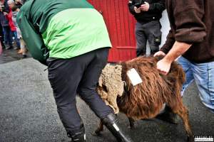 Live sheep auction, the Faroe Islands, September 2020. - Live sheep auction, the Faroe Islands, September 2020.
Terrified sheep were dragged out, one by one, in front of a big, cheering crowd and sold for the highest bid.
When the sheep cried out, everyone laughed. People had a good time, the sheep were terrified and very roughly handled and some of them were killed and slaughtered immediately after the auction, as ordered by the buyers.
Afterwards, an auction was held where body parts of the sheep slaughtered prior to the auction was sold.