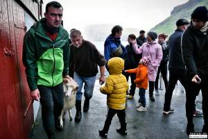 Live sheep auction, the Faroe Islands, September 2020. - Live sheep auction, the Faroe Islands, September 2020.
Terrified sheep were dragged out, one by one, in front of a big, cheering crowd and sold for the highest bid.
When the sheep cried out, everyone laughed. People had a good time, the sheep were terrified and very roughly handled and some of them were killed and slaughtered immediately after the auction, as ordered by the buyers.
Afterwards, an auction was held where body parts of the sheep slaughtered prior to the auction was sold.